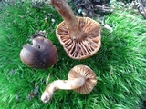 Cortinarius distans image