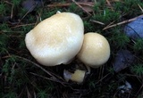 Hygrophorus flavodiscus image