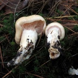 Hygrophorus flavodiscus image