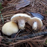 Hygrophorus flavodiscus image