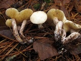 Suillus placidus image