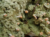 Dibaeis baeomyces image
