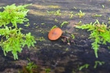 Galerina triscopa image