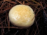 Hygrophorus flavodiscus image
