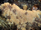 Merulius tremellosus image