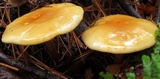 Hypholoma capnoides image