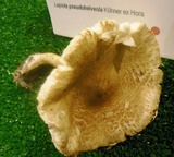 Lepiota pseudohelveola image
