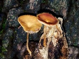 Lentinus swartzii image