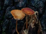 Lentinus swartzii image