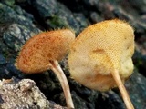 Lentinus swartzii image