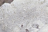 Dimelaena oreina image