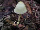 Leucocoprinus straminellus image