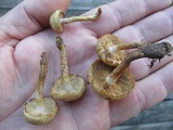 Pholiota angustipes image