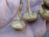 Pholiota angustipes image