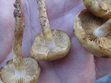 Pholiota angustipes image