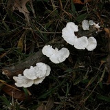 Poronidulus conchifer image