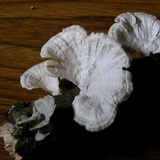 Poronidulus conchifer image