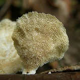 Poronidulus conchifer image