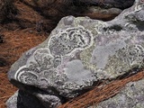 Canoparmelia alabamensis image