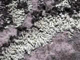 Canoparmelia alabamensis image