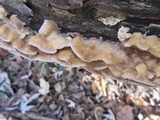 Trametopsis cervina image