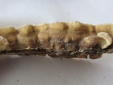 Trametopsis cervina image