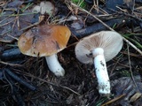 Cortinarius mucosus image