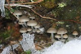 Mycena tintinnabulum image