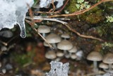 Mycena tintinnabulum image
