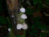 Hemimycena candida image