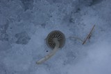 Mycena tintinnabulum image