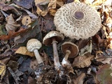 Chlorophyllum olivieri image