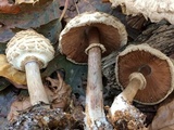 Chlorophyllum olivieri image