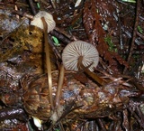 Mycena purpureofusca image
