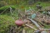 Tricholomopsis rutilans image