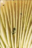 Tricholomopsis rutilans image