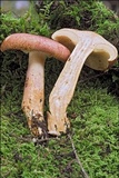 Tricholomopsis rutilans image