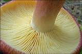 Tricholomopsis rutilans image