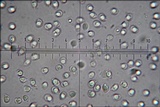 Tricholomopsis rutilans image