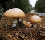 Amanita persicina image