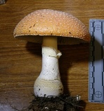 Amanita persicina image
