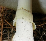 Amanita persicina image