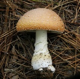 Amanita persicina image