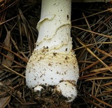 Amanita persicina image