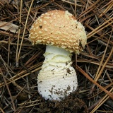 Amanita persicina image