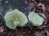Flavoparmelia baltimorensis image