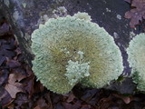 Flavoparmelia baltimorensis image