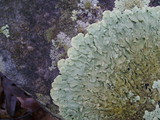 Flavoparmelia baltimorensis image