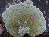 Flavoparmelia baltimorensis image