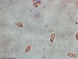 Crinipellis zonata image